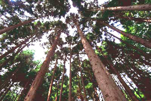 �A���L�H���X�̍l��-�R